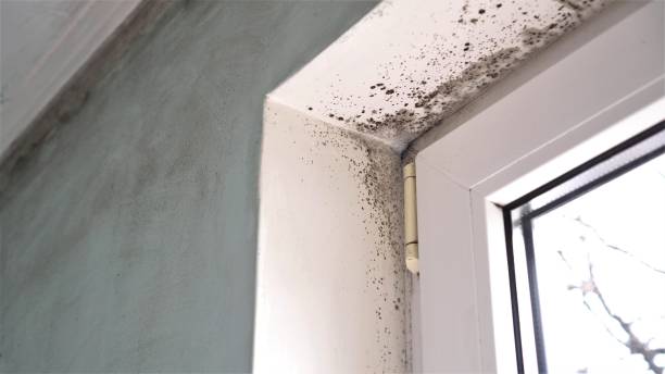 Reliable Long Beach, WA Mold Removal Solutions