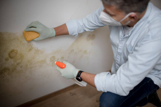 Best Mold Testing  in Long Beach, WA