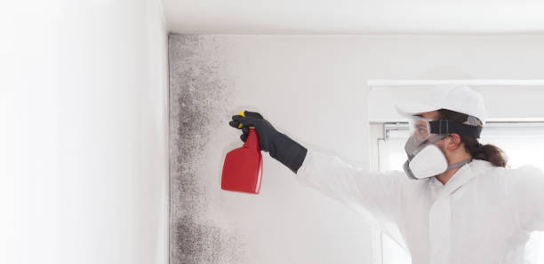 Best Toxic Mold Removal  in Long Beach, WA