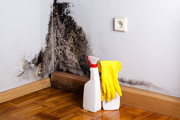 Best Fast Mold Removal  in Long Beach, WA